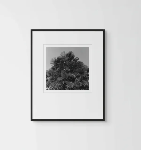 A framed silver gelatin print of a palm against an open sky, hung alone on a pale wall.